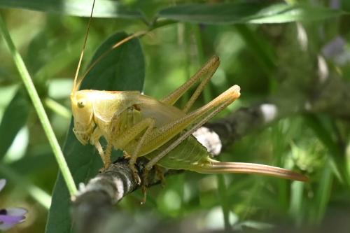 Tettigonia viridissima